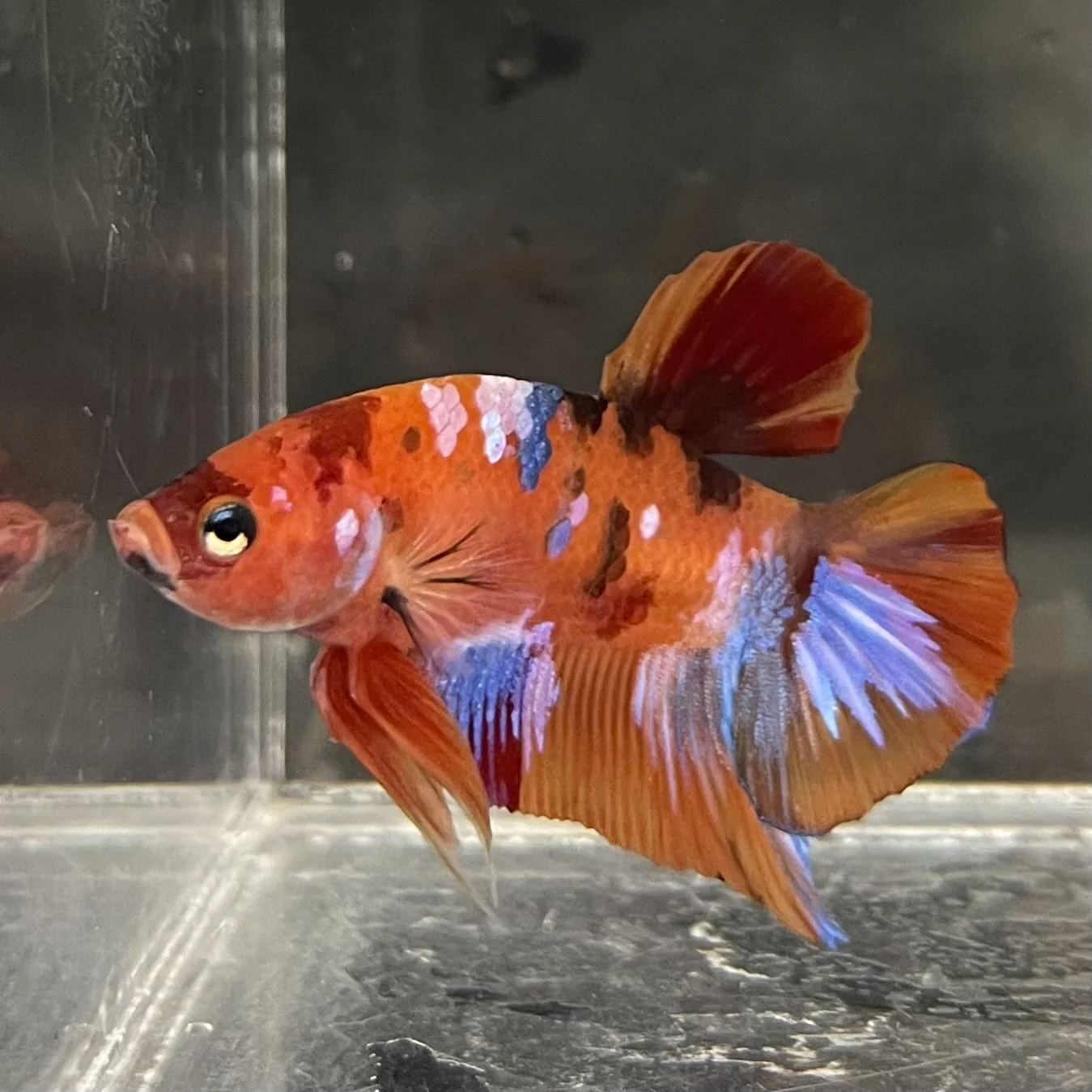 MALE BETTAS