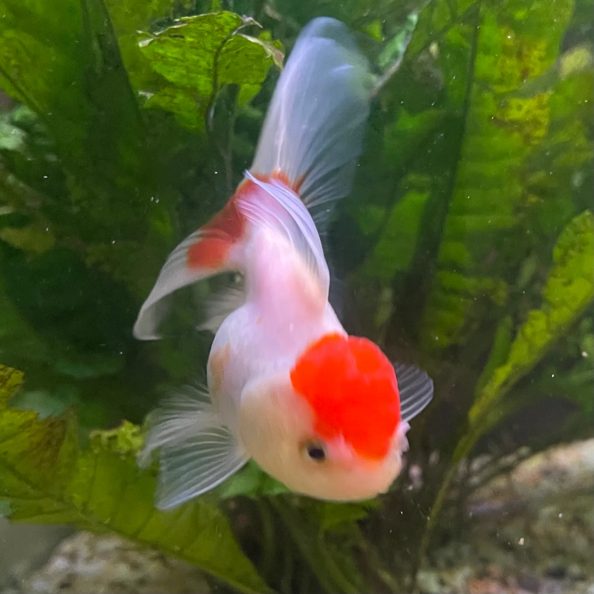 GOLDFISH